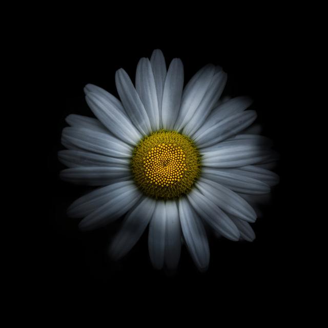 White Daisy I by Brian Carson - Wrapped Canvas Print Latitude Run Size: 51cm H x 51cm W on Productcaster.