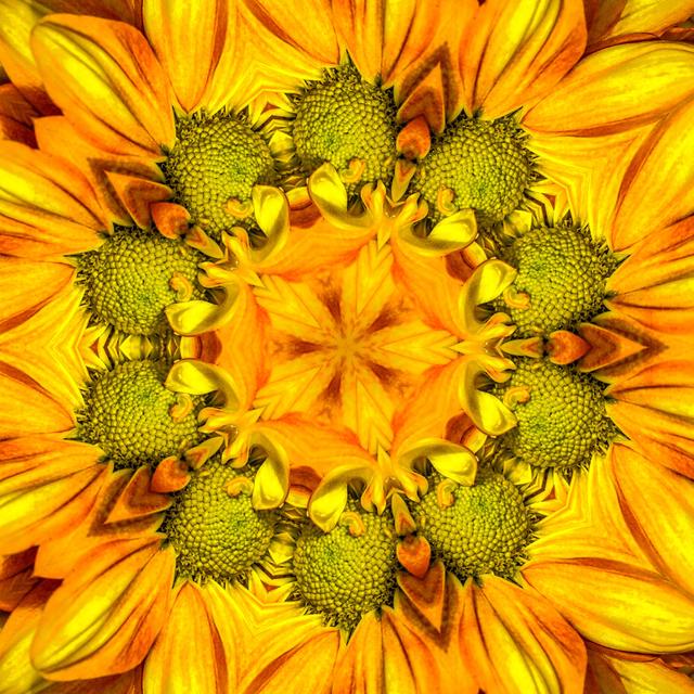 Daisy Mandala by KenWiedemann - No Frame Art Prints on Canvas 17 Stories Size: 91cm H x 91cm W on Productcaster.