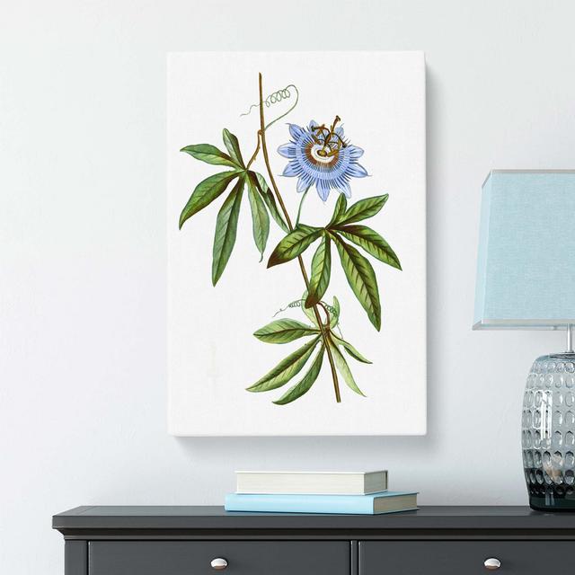 'Blue Passionflower' by Pierre-Joseph Redoute - Wrapped Canvas Painting Print Brambly Cottage Size: 50 cm H x 35 cm W on Productcaster.