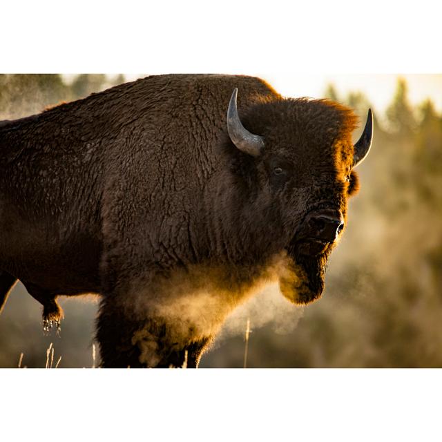 Bison In National Park Alpen Home Size: 30cm H x 46cm W x 3.8cm D on Productcaster.