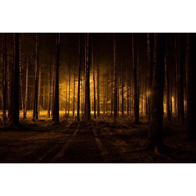 Dark Scary Forest by Alexander - Wrapped Canvas Photograph Union Rustic Size: 61cm H x 91cm W x 3.8cm D on Productcaster.