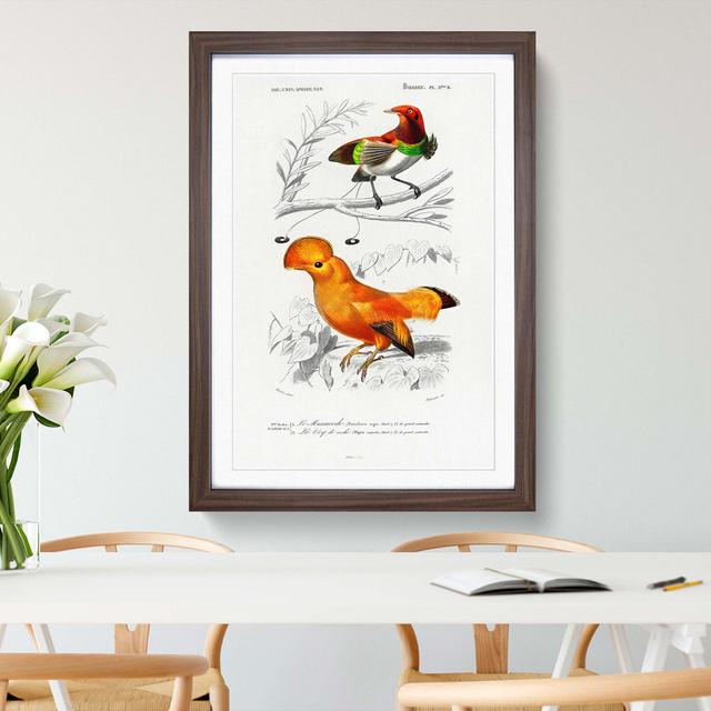 Bird Illustrations PL. 5B by Charles d' Orbigny - Picture Frame Painting Print on Paper East Urban Home Size: 33cm H x 24cm W x 2cm D, Frame Option: W on Productcaster.