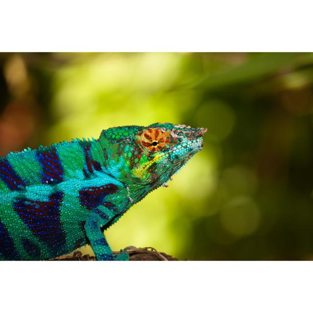 Blue Chameleon by Hnijjar007 - No Frame Art Prints on Canvas 17 Stories Size: 81cm H x 122cm W on Productcaster.