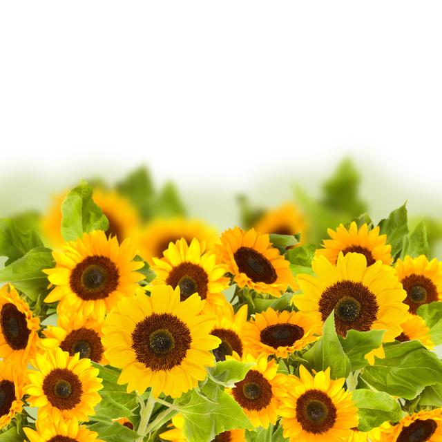 Tabiona Bright Sunflower Field by Neirfy - Print Brambly Cottage Size: 51cm H x 51cm W x 3.8cm D on Productcaster.