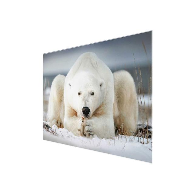 Thoughtful Polar Bear - Photograph Print on Glass East Urban Home Size: 75 cm H x 100 cm W x 0.4 cm D on Productcaster.