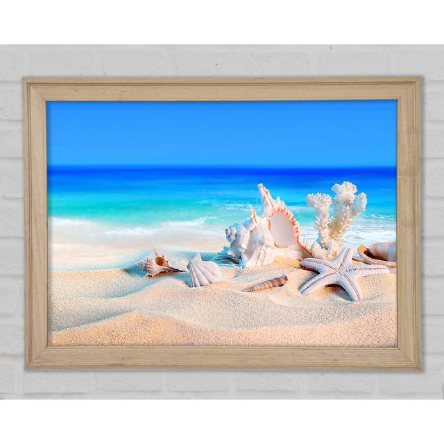 Perfect Ocean Shells Framed Print Highland Dunes Size: 21cm H x 29.7cm W x 1.5cm D on Productcaster.