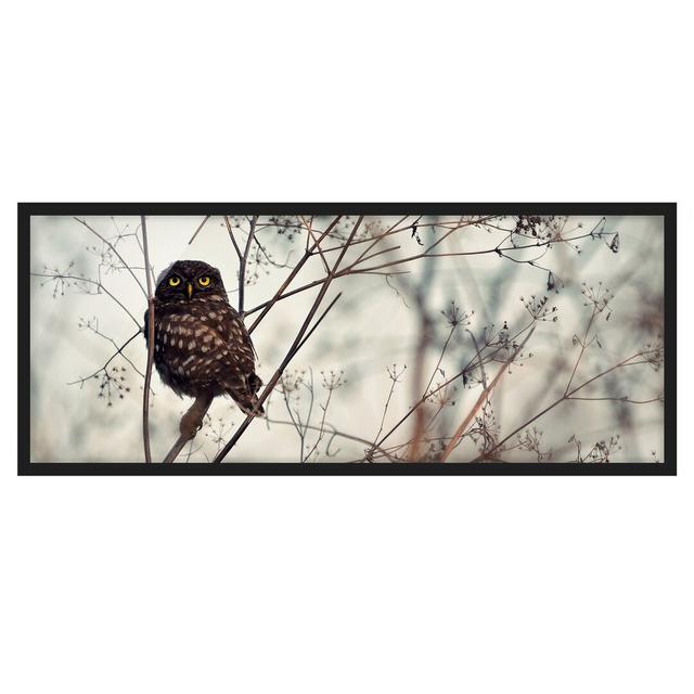 Owl in Winter - Picture Frame Photograph Union Rustic Size: 50cm H x 130cm W x 2cm D, Frame Option: Black Framed on Productcaster.