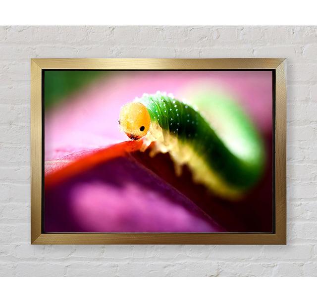 Beautiful Caterpiller Waiting - Print Bright Star Size: 42cm H x 59.7cm W on Productcaster.