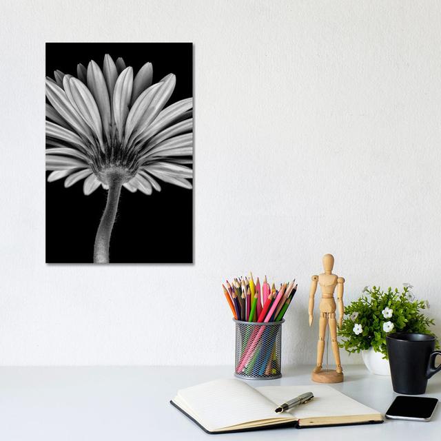 Bw Gerber Daisy - Wrapped Canvas Print Latitude Run Size: 30.48cm H x 20.32cm W x 1.905cm D on Productcaster.