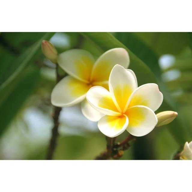 Frangipani - Plumeria, Blossom of White and Yellow by Videowok Art - Wrapped Canvas Photograph Ebern Designs Size: 81Cm H x 122Cm W on Productcaster.