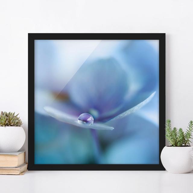 Water Drop Hydrangea Flower - Picture Frame Photograph Rosalind Wheeler Frame Option: Black Framed, Size: 70cm H x 70cm W x 2cm D on Productcaster.