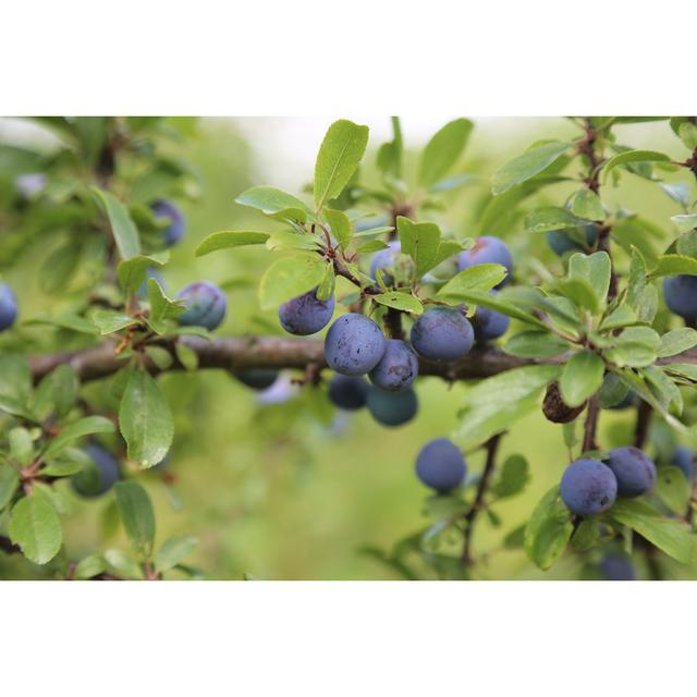 Blue Berries by Leo Malsam - Wrapped Canvas Photograph 17 Stories Size: 30cm H x 46cm W on Productcaster.