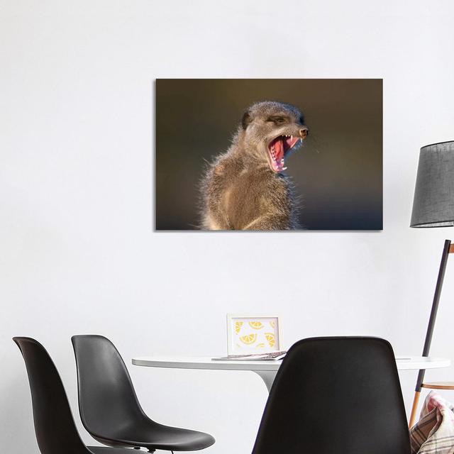 Meerkat Yawn by Mogens Trolle - Photograph Latitude Run Size: 66.04cm H x 101.6cm W x 1.91cm D on Productcaster.