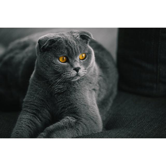 Scottish Fold Cat by Muratkoc - No Frame Print on Canvas 17 Stories Size: 51cm H x 76cm W on Productcaster.