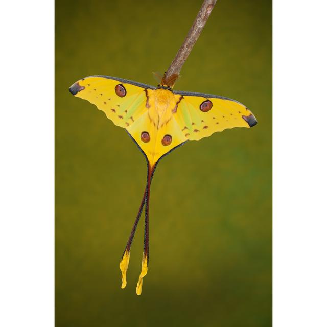 Comet Moth by Faunuslsd - Wrapped Canvas Print Marlow Home Co. Size: 30cm H x 20cm W x 3.8cm D on Productcaster.