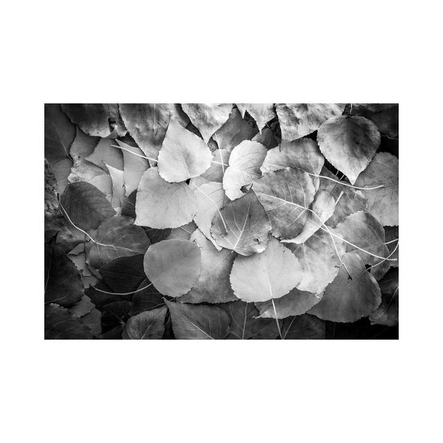 Fallen Leaves Monochrome by Nik Rave - Wrapped Canvas Print ClassicLiving Size: 101.6cm H x 152.4cm W x 3.81cm D on Productcaster.