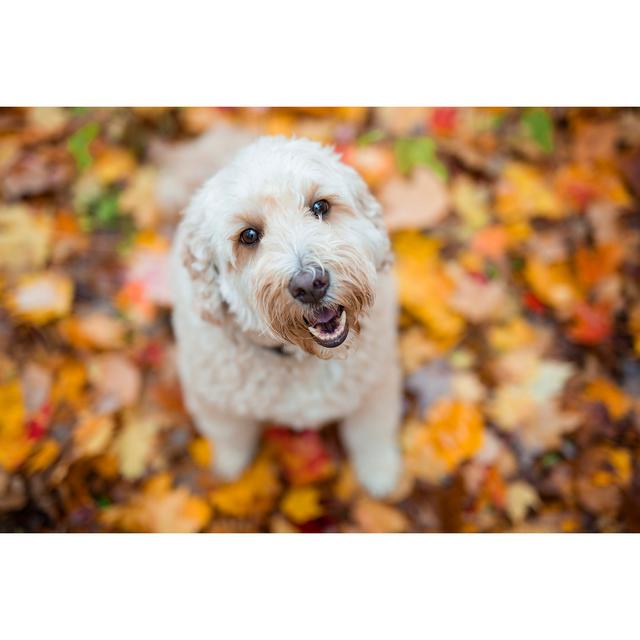 Happy Goldendoodle Dog Outside in Autumn Season - Wrapped Canvas Photograph Ebern Designs Size: 20cm H x 30cm W x 3.8cm D on Productcaster.