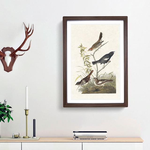 Finches & Sparrows by John James Audubon - Picture Frame Art Print East Urban Home Frame Option: Walnut Framed, Size: 48cm H x 36cm W x 2cm D on Productcaster.