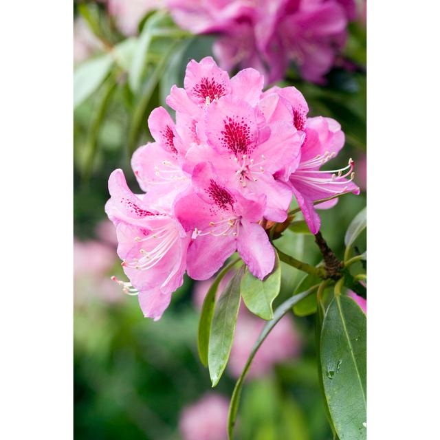 A beautiful rhododendron flower head Marlow Home Co. Size: 122cm H x 81cm W x 3.8cm D on Productcaster.