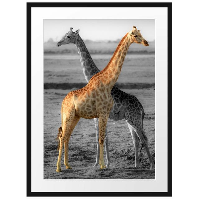 Gerahmtes Poster Schöne Giraffen in der Steppe East Urban Home Größe: 80 cm H x 60 cm B on Productcaster.