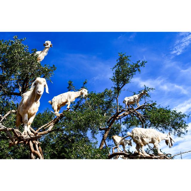 Argan Trees and Goats - Wrapped Canvas Photograph Latitude Run Size: 30cm H x 46cm W x 3.8cm D on Productcaster.