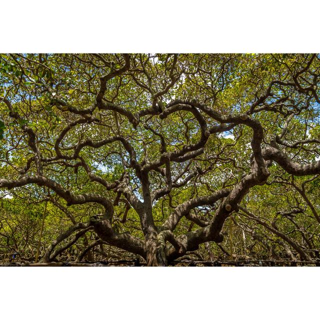 Lambrecht Cashew Tree - Wrapped Canvas Photograph Alpen Home Size: 30cm H x 46cm W x 3.8cm D on Productcaster.