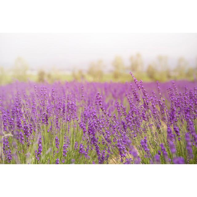 Flower Field by Tatomm - Wrapped Canvas Photograph 17 Stories Size: 51cm H x 76cm W on Productcaster.