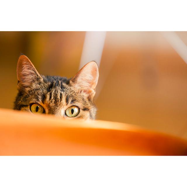 Lurking Cat by Spooh - No Frame Print on Canvas 17 Stories Size: 20cm H x 30cm W on Productcaster.