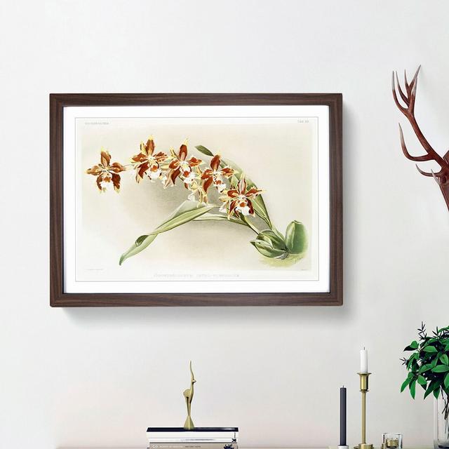 Magnolia Flowers Illustration Tab. 33 by Frederick Sander - Picture Frame Painting Print East Urban Home Size: 48cm H x 65cm W x 2cm D, Frame Option: on Productcaster.