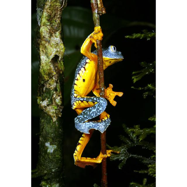 Amazon Leaf Frog by Atelopus - Wrapped Canvas Photograph 17 Stories Size: 122cm H x 81cm W on Productcaster.