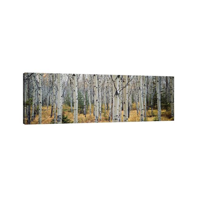 Aspen Trees In A Forest Alberta, Canada by Panoramic Images - Wrapped Canvas Panoramic Print Brayden Studio Size: 60.96cm H x 182.88cm W x 3.8cm D, Fo on Productcaster.