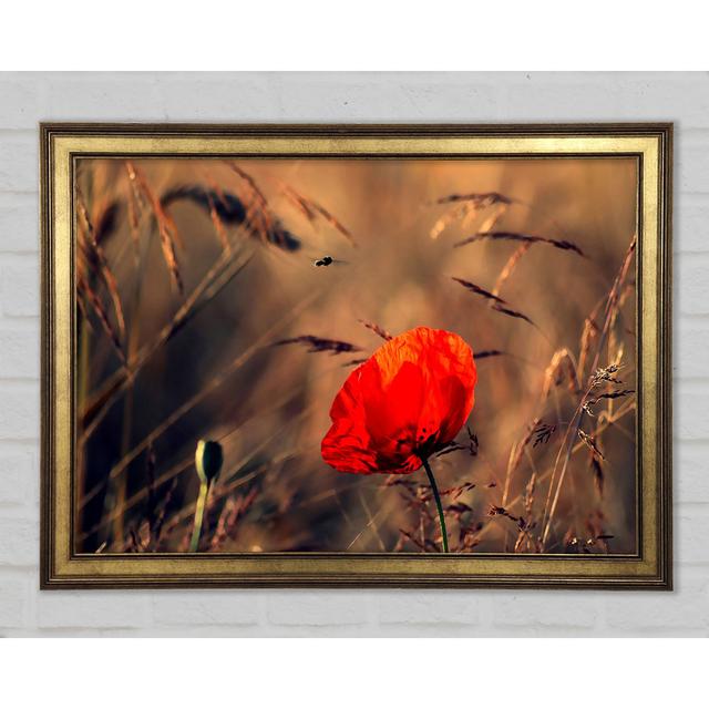 Red Poppy Field In Golden Light - Print Ebern Designs Size: 42cm H x 59.7cm W x 1.5cm D on Productcaster.