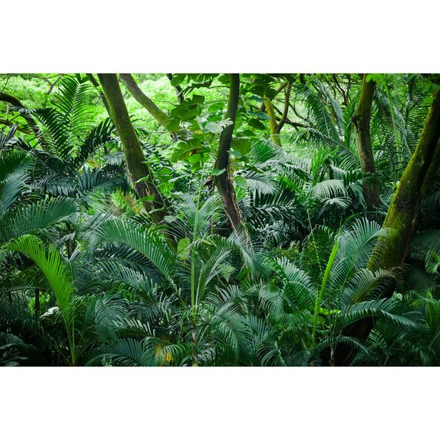 Tropical Rainforest by TommL - No Frame Art Prints on Canvas 17 Stories Size: 61cm H x 91cm W on Productcaster.