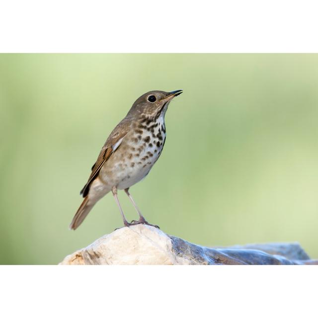 Hermit Thrush by MichaelStubblefield - Wrapped Canvas Print 17 Stories Size: 81cm H x 122cm W on Productcaster.