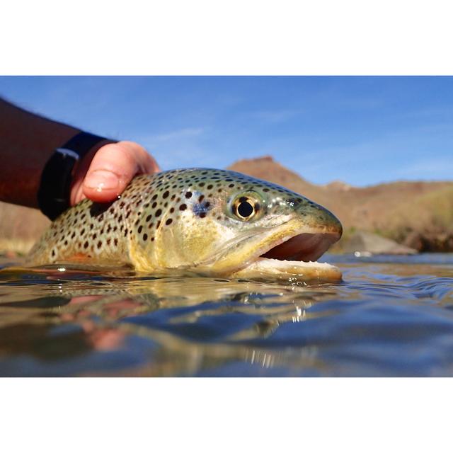 Oregon Brown Trout House of Hampton Size: 81cm H x 122cm W on Productcaster.