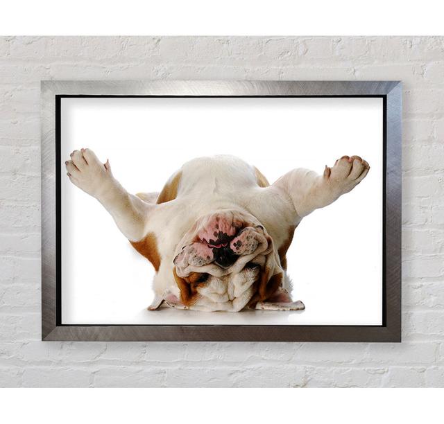 English Bulldog Snooze - Single Picture Frame Art Prints Bright Star Size: 42cm H x 59.7cm W x 3.4cm D on Productcaster.