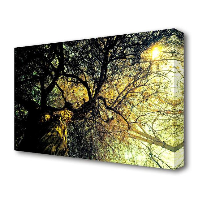 Ancient Tree Forest Canvas Print Wall Art East Urban Home Size: 101.6 cm H x 142.2 cm W on Productcaster.