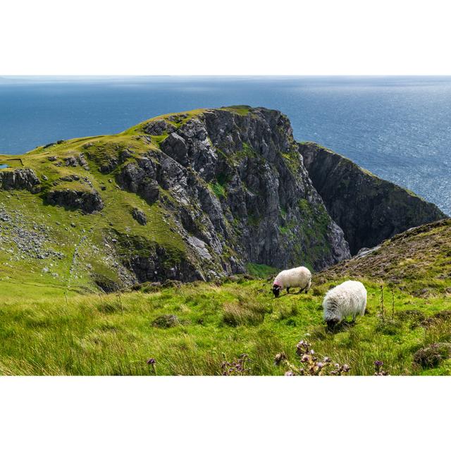 The Mountain Sheep by Artur Kosmatka - Wrapped Canvas Photograph Alpen Home Size: 51cm H x 76cm W on Productcaster.