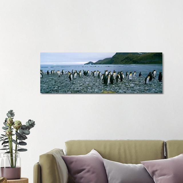 Colony of King Penguins on the Beach, South Georgia Island, Antarctica - Wrapped Canvas Panoramic Photograph Highland Dunes Size: 40.64cm H x 121.92cm on Productcaster.