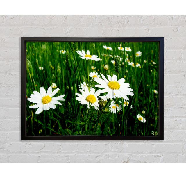 Weißes Gänseblümchen Feld zwischen dem Gras - Einzelbildrahmen Kunstdrucke auf Leinwand Bright Star Größe: 59,7 cm H x 84,1 cm B x 3,3 cm T on Productcaster.