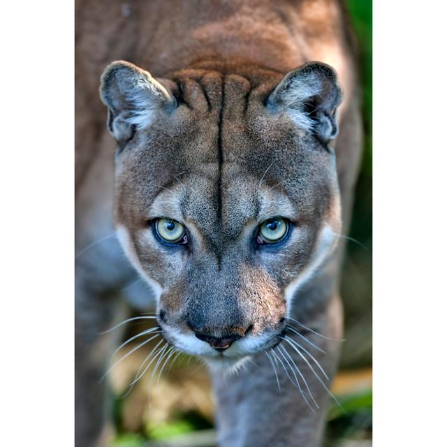 Florida Panther by Fotoguy22 - Wrapped Canvas Photograph Latitude Run Size: 76cm H x 51cm W on Productcaster.