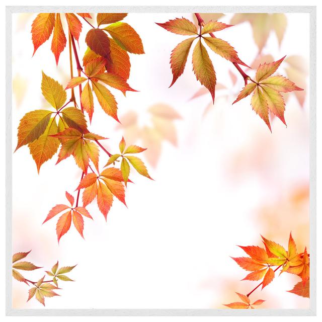 Hanselman Autumn Leaves - Print ClassicLiving Size: 41cm H x 41cm W x 4cm D, Format: White Framed on Productcaster.