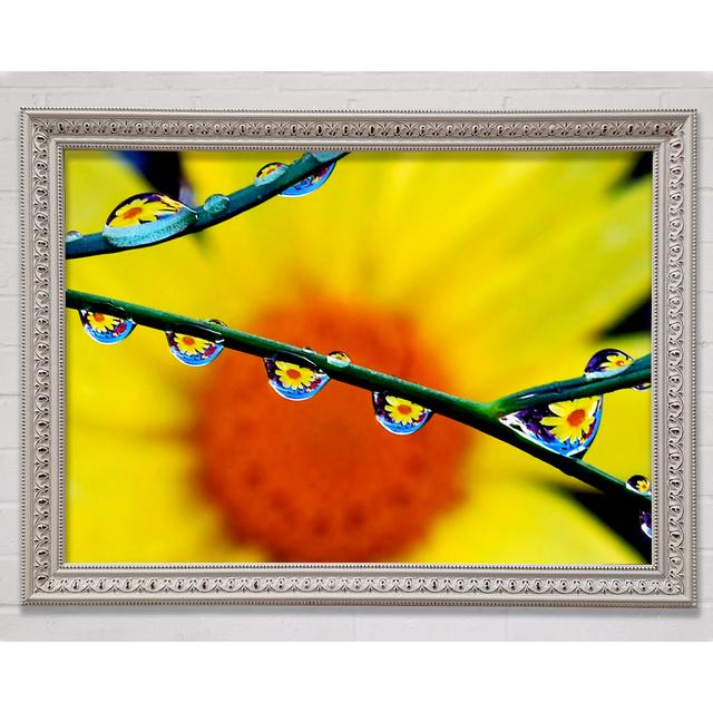 Dewdrop Reflections - Single Picture Frame Art Prints Bright Star Size: 29.7cm H x 42cm W on Productcaster.