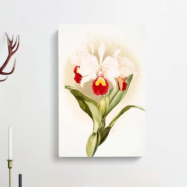 Magnolia Flowers Illustration Tab. 46 by Frederick Sander - Wrapped Canvas Print East Urban Home Size: 50cm H x 35cm W x 3cm D on Productcaster.