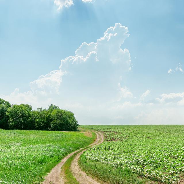 Grass And Light Clouds by Mycola - Wrapped Canvas Print 17 Stories Size: 76cm H x 76cm W on Productcaster.