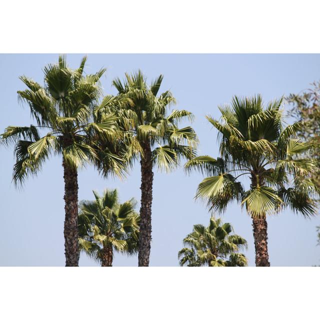 Sabal Palm Trees - Wrapped Canvas Photograph Pergo Classics Size: 20cm H x 30cm W x 3.8cm D on Productcaster.