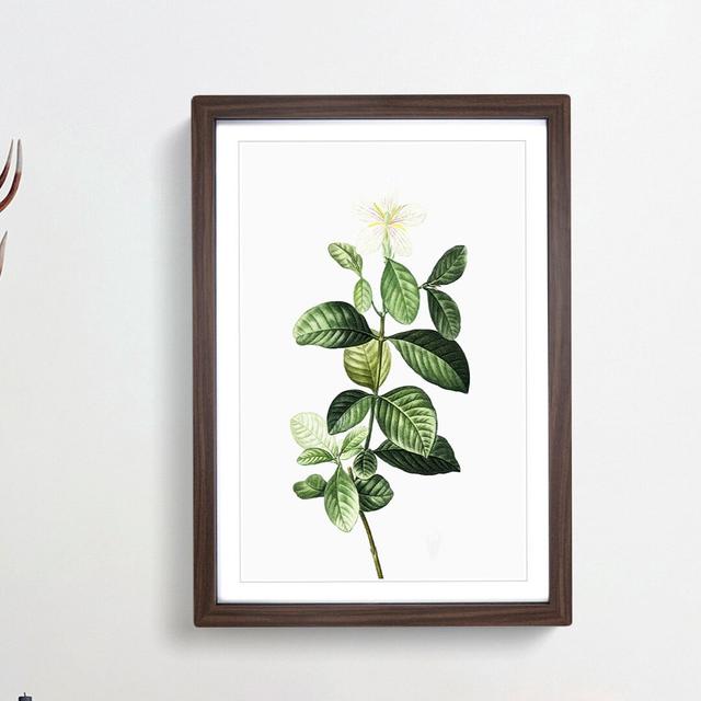 Gardenia Flowers by Pierre-Joseph Redoute - Picture Frame Painting Print East Urban Home Frame Option: Walnut Framed, Size: 65cm H x 48cm W x 2cm D on Productcaster.