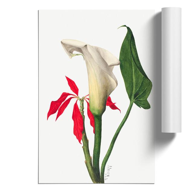 Calla Lily by Mary Vaux Walcott - Unframed Painting East Urban Home Size: 42cm H x 30cm W x 0.1cm D on Productcaster.