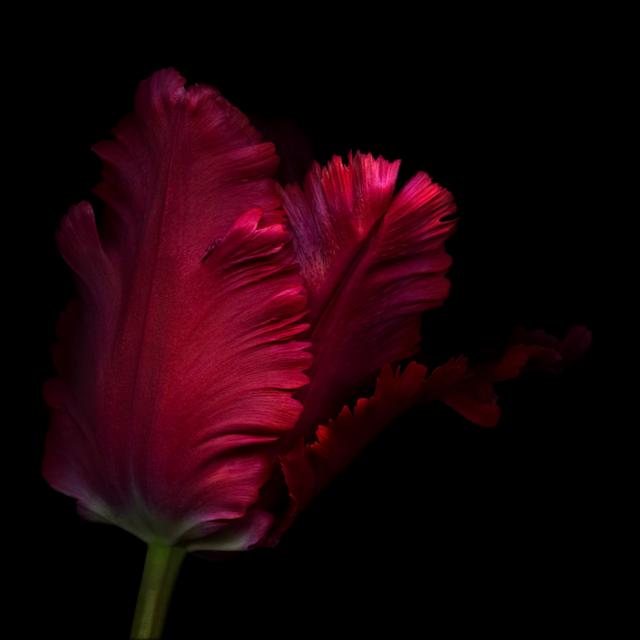 Parrot Tulip by OGphoto - Print 17 Stories Size: 30cm H x 30cm W on Productcaster.