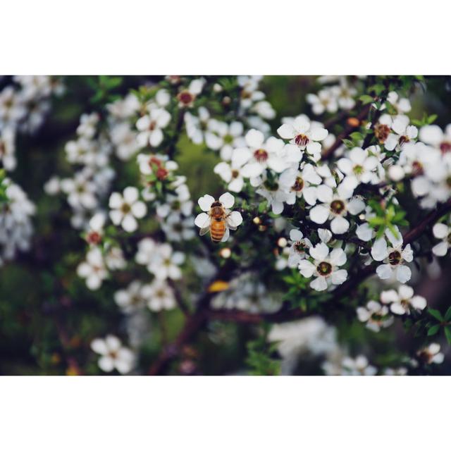 Honeybee On Manuka (Leptospermum Scoparium) by LazingBee - No Frame Print on Canvas 17 Stories Size: 61cm H x 91cm W on Productcaster.